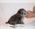Small #9 Poodle (Toy)