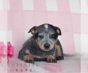 Australian Cattle Dog Puppy for sale in ATGLEN, PA, USA