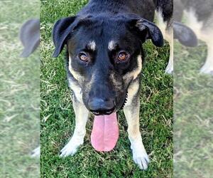 Catahoula Leopard Dog-Labrador Retriever Mix Dogs for adoption in Plano, TX, USA