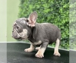 Small Photo #13 French Bulldog Puppy For Sale in PORTLAND, ME, USA