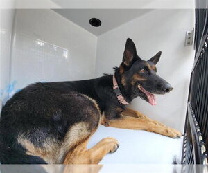 German Shepherd Dog-Unknown Mix Dogs for adoption in Houston, TX, USA