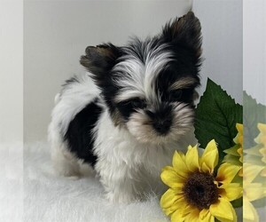 Medium Yorkshire Terrier