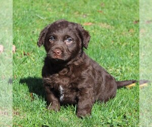 Labrador Retriever-Poodle (Toy) Mix Puppy for sale in MYERSTOWN, PA, USA