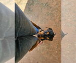 Small #1 Doberman Pinscher Mix