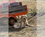 Small Photo #1 Golden Retriever Puppy For Sale in ASH GROVE, MO, USA