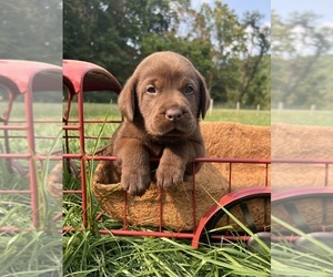 Labrador Retriever Puppy for Sale in NEOLA, West Virginia USA