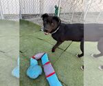 Small Labrador Retriever Mix