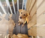 Small Photo #4 Labrador Retriever Puppy For Sale in BLACK HAWK, SD, USA