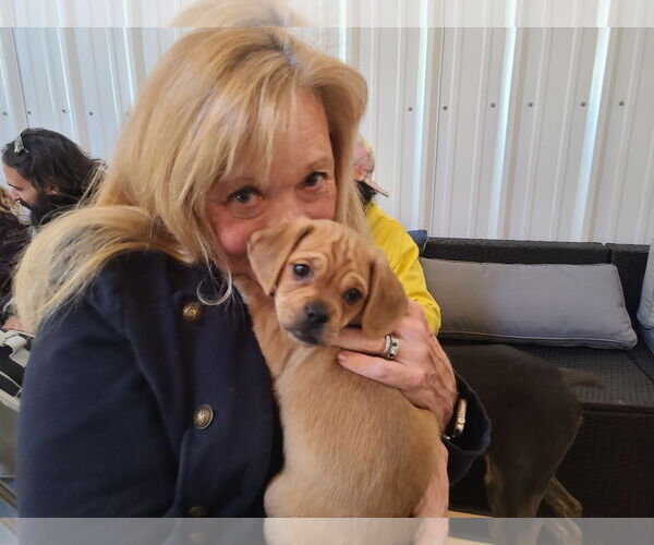 Medium Photo #2 Daug Puppy For Sale in Williamsburg, NM, USA