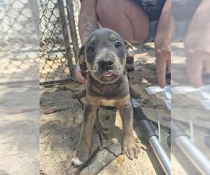 American Staffordshire Terrier Dogs for adoption in San Antonio, TX, USA