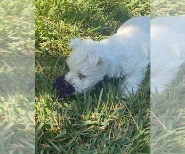 Medium Photo #3 West Highland White Terrier Puppy For Sale in FILLMORE, CA, USA