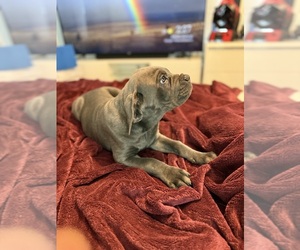Cane Corso Puppy for sale in KENNETH CITY, FL, USA