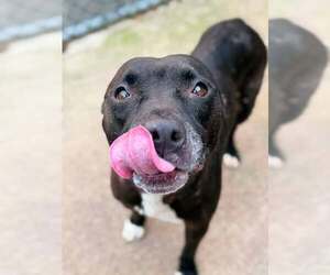 Vicky - Female Mutt Dog for Adoption - Photo #4