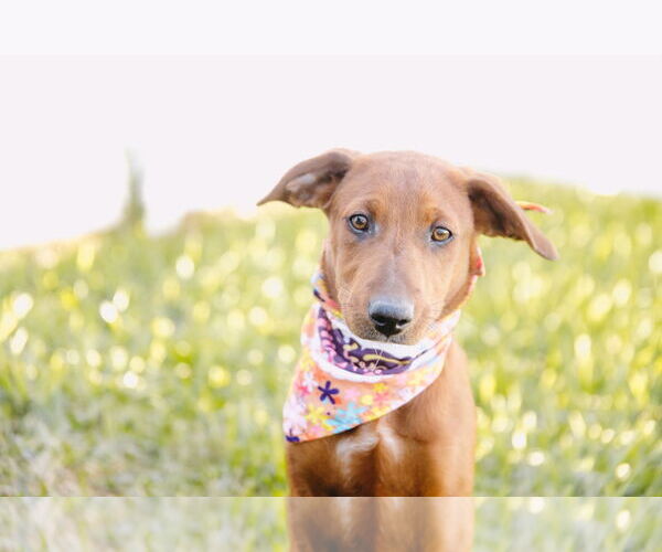 Medium Photo #5 Dachshund-Unknown Mix Puppy For Sale in Princeton, MN, USA