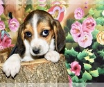 Small #4 Beagle