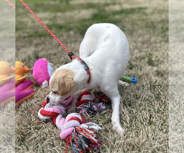 Medium Photo #3 Chihuahua-Unknown Mix Puppy For Sale in Yardley, PA, USA
