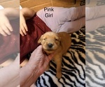 Golden Retrieve - Female Golden Retriever Puppy for Sale - Photo #5