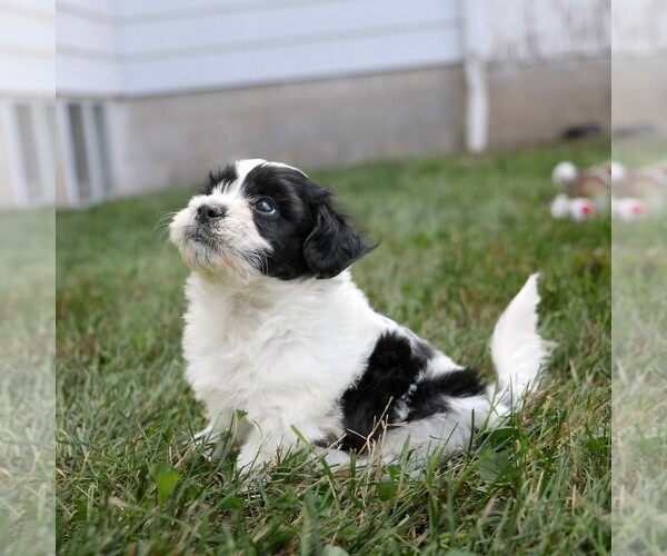 Medium Photo #2 Zuchon Puppy For Sale in ARTHUR, IL, USA