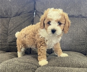 Cavachon-Poodle (Miniature) Mix Puppy for sale in THORP, WI, USA