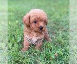 Small #1 Poodle (Toy)