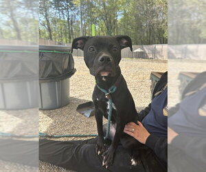 American Pit Bull Terrier-Unknown Mix Dogs for adoption in Palmetto, FL, USA
