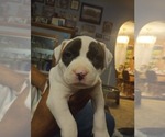 Small #1 American Bully