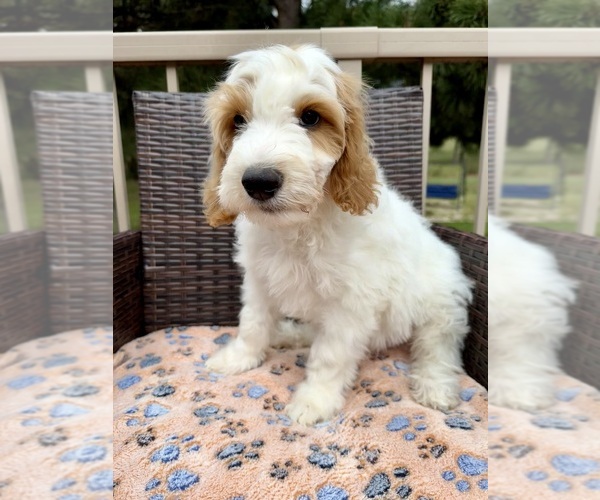 Medium Photo #12 Goldendoodle (Miniature) Puppy For Sale in ELBERT, CO, USA