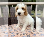 Small #11 Goldendoodle (Miniature)