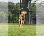 Small #3 Rhodesian Ridgeback Mix