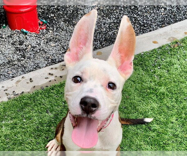 Medium Photo #2 Bull Terrier-Unknown Mix Puppy For Sale in Moreno Valley, CA, USA