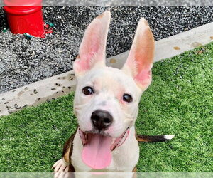 CHLOE - Female Bull Terrier-Unknown Mix Dog for Adoption - Photo #2
