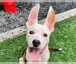 Small Photo #2 Bull Terrier-Unknown Mix Puppy For Sale in Moreno Valley, CA, USA