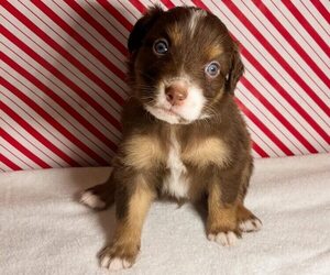 Medium Australian Shepherd