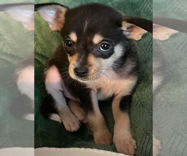 Medium Photo #3 Chihuahua-Unknown Mix Puppy For Sale in Plainfield, IL, USA