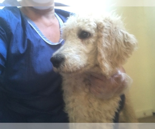 Medium Photo #1 Poodle (Standard) Puppy For Sale in PARKER, CO, USA