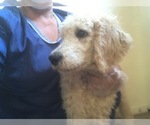 Small Photo #1 Poodle (Standard) Puppy For Sale in PARKER, CO, USA