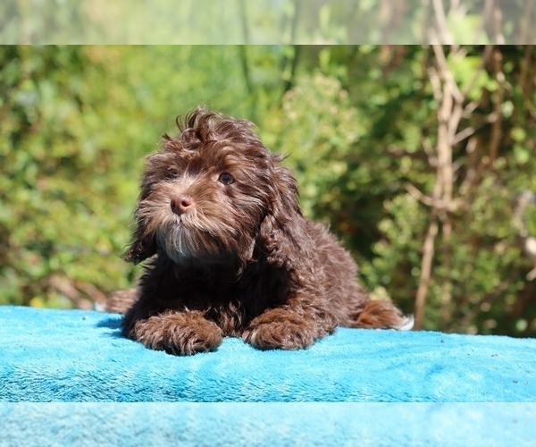 Medium Photo #10 ShihPoo Puppy For Sale in DYERSBURG, TN, USA