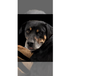 Maxwell - Male Rottweiler Dog for Adoption - Photo #14