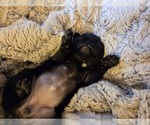 Small #1 Pug