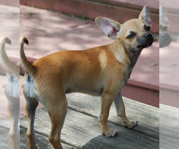Medium Photo #10 Chihuahua-Unknown Mix Puppy For Sale in Spring, TX, USA