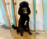 Small #8 Poodle (Standard) Mix