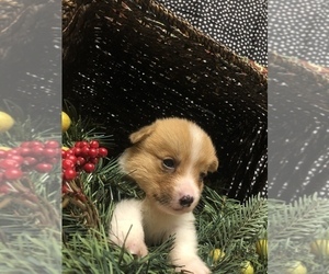 Pembroke Welsh Corgi Puppy for sale in ARTHUR, IL, USA