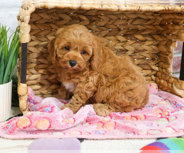 Medium Photo #3 Cavapoo (Miniature) Puppy For Sale in SYRACUSE, IN, USA