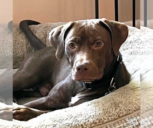 Medium Photo #6 Chocolate Labrador retriever-Retriever  Mix Puppy For Sale in Washington, DC, USA