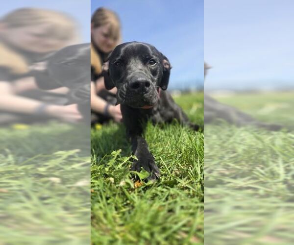 Medium Photo #3 Mutt Puppy For Sale in Oskaloosa, IA, USA