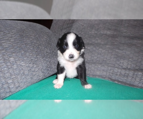 Medium Photo #6 Border Collie Puppy For Sale in AIKEN, SC, USA