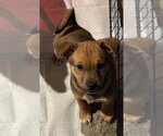 Small #3 Chihuahua Mix