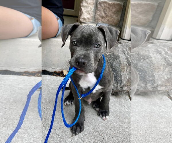 Medium Photo #6 American Pit Bull Terrier Puppy For Sale in Littleton, CO, USA