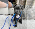 Small #5 American Pit Bull Terrier