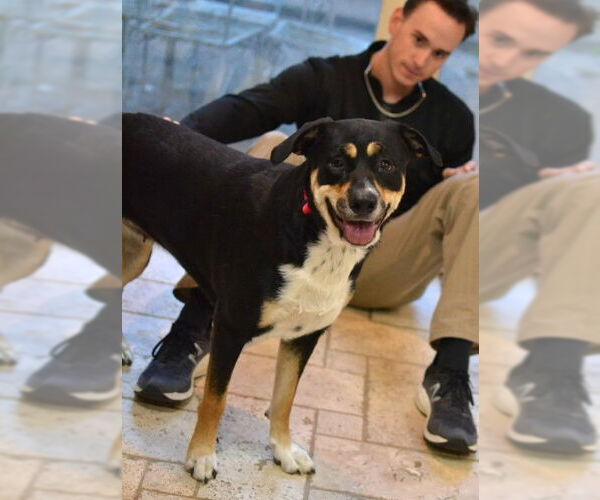 Medium Photo #4 Rottweiler-Unknown Mix Puppy For Sale in Enfield, CT, USA